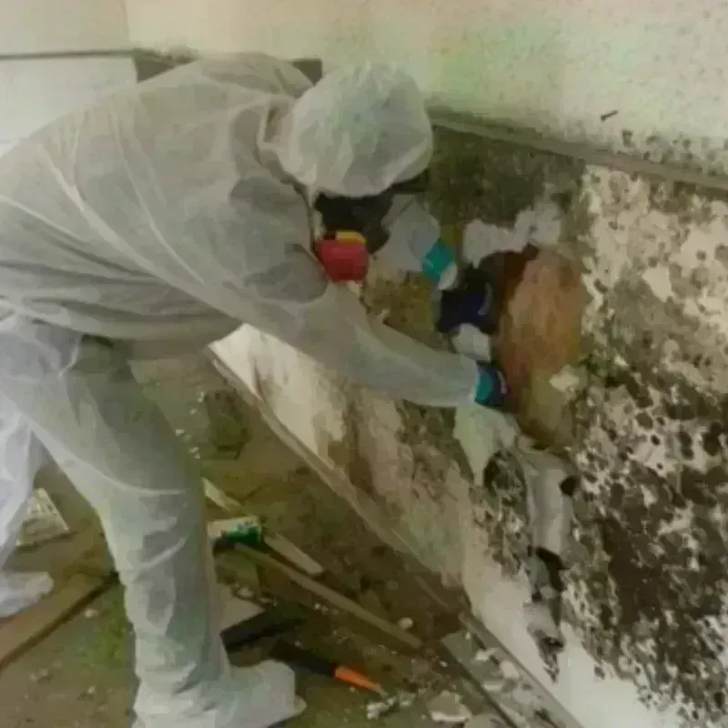 Mold Remediation and Removal in Jeffersonville, IN